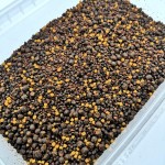 Method mix Pellets + Fluoro + Liquid Sweet Corn (сладкая кукуруза)